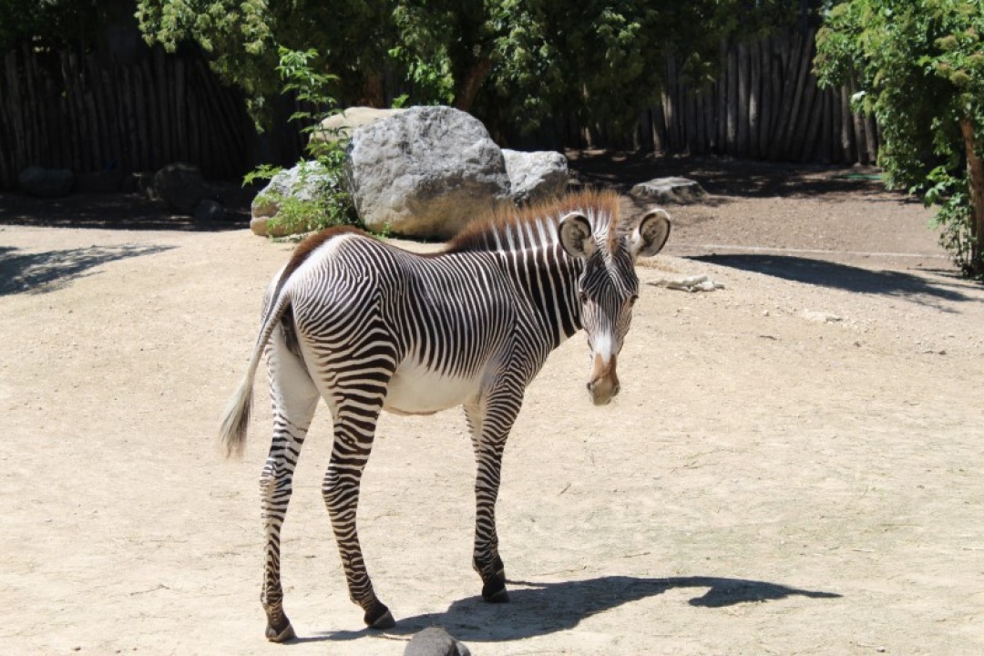 Bild für Jahreskarten